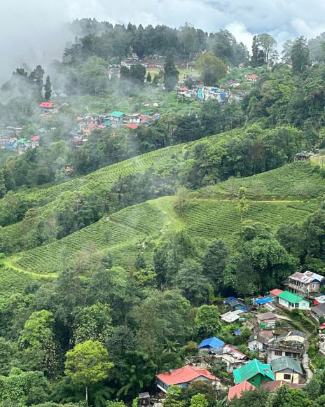 Darjeeling tea garden