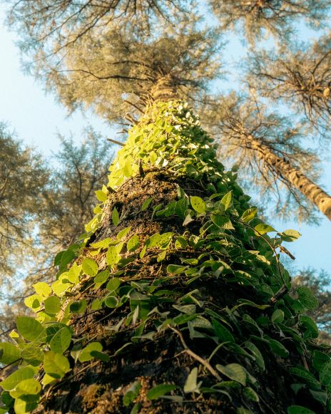 Dhanaulti Uttarakhand