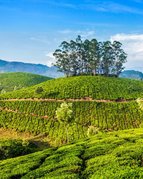 Munnar Tea Plant Hills