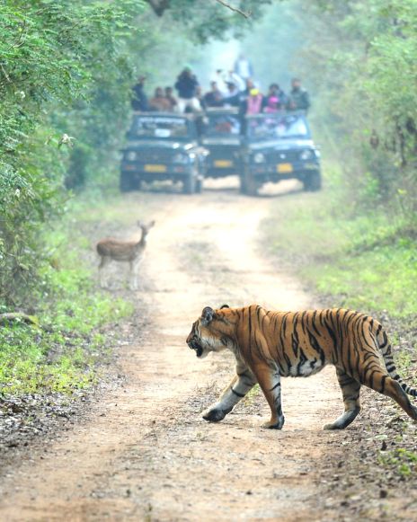 Ranthambore National Park